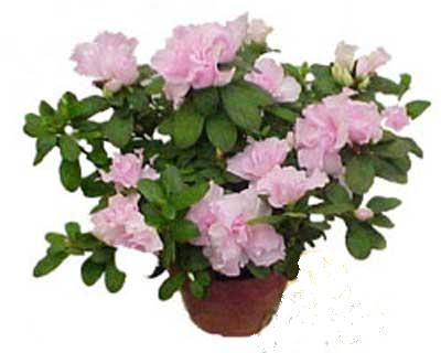  Ankara �mitk�y �i�ek servisi , �i�ek�i adresleri  Rhodendron latince A�elya 
