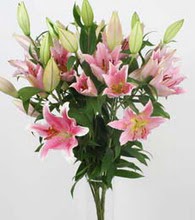  Ankara demetevler ucuz �i�ek g�nder  5 Pembe lilyum kazablanka buket �i�ek modeli