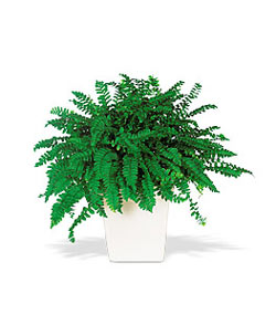  Ankara yenimahalle online �i�ek g�nderme sipari�  Decorative Fern ask merdiveni