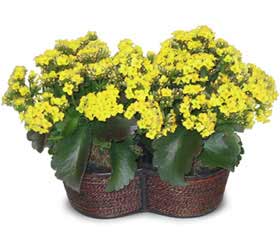  Ankara cicekciler , cicek siparisi  Double Kalanchoe sepette