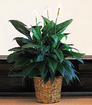 Ankara bilkent �i�ek online �i�ek sipari�i  Large Spathiphyllum