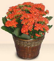  Ankara �mitk�y �i�ek servisi , �i�ek�i adresleri  Large Kalanchoe in Basket