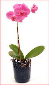  Ankara hacettepe �i�ek ma�azas� , �i�ek�i adresleri  Phalaenopsis Orchid Plant