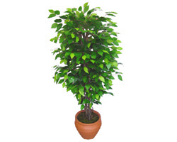 Ficus Benjamin 1,50 cm   Ankara anneler g�n� �i�ek yolla 