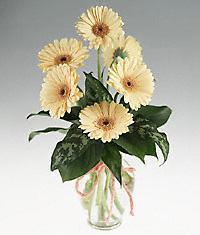 Ankara cicekciler , cicek siparisi  vazo i�erisinde 11 adet gerbera �i�egi