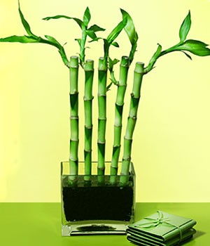  Ankara 14 �ubat sevgililer g�n� �i�ek  Bonsai 7 Yas civari