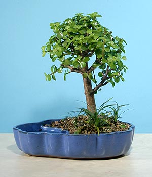  Ankara 14 �ubat sevgililer g�n� �i�ek  Bonsai 6 yas civari