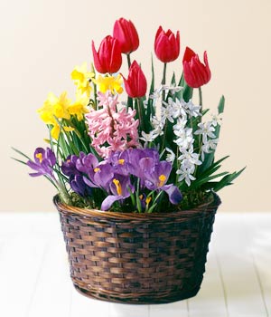  Ankara anneler g�n� �i�ek yolla  Sepet i�erisinde karisik mevsim �i�ekleri