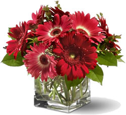 9 adet gerbera �i�egi cam vazoda