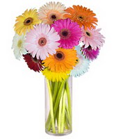  Ankara �entepe internetten �i�ek sipari�i  Farkli renklerde 15 adet gerbera �i�egi