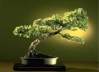 ithal bonsai saksi �i�egi  Ankara gazi mahallesi �i�ek�i ma�azas� 