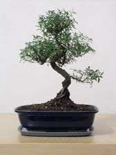ithal bonsai saksi iegi  Ankara varlk mahallesi iek siparii vermek 