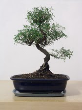 ithal bonsai saksi �i�egi  Ankara varl�k mahallesi �i�ek sipari�i vermek 