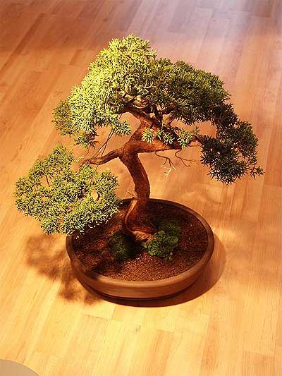 ithal bonsai saksi �i�egi  Ankara hacettepe �i�ek ma�azas� , �i�ek�i adresleri 
