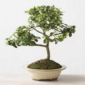 ithal bonsai saksi iegi  Ankara bilkent iek online iek siparii 