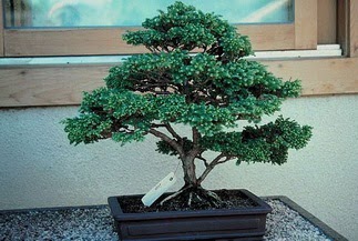 ithal bonsai saksi �i�egi  Ankara 14 �ubat sevgililer g�n� �i�ek 