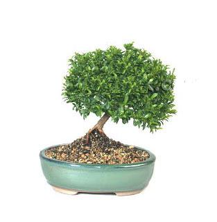 ithal bonsai saksi �i�egi  Ankara cicekciler , cicek siparisi 