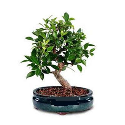 ithal bonsai saksi �i�egi  Ankara laleg�l �i�ek sipari�i sitesi 
