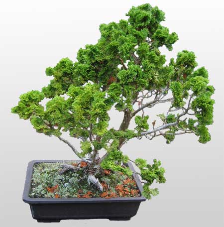 ithal bonsai saksi iegi  Ankara yenimahalle nternetten iek siparii 