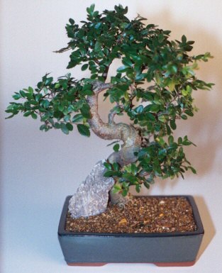  Ankara ostim �i�ek g�nderme sitemiz g�venlidir  ithal bonsai saksi �i�egi  Ankara laleg�l �i�ek sipari�i sitesi 