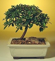  Ankara demetevler ucuz �i�ek g�nder  ithal bonsai saksi �i�egi  Ankara cicek , cicekci 
