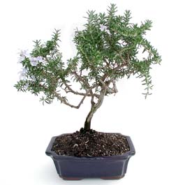 ithal bonsai saksi �i�egi  Ankara eryaman �i�ek�i telefonlar� 