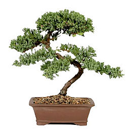 ithal bonsai saksi �i�egi  Ankara ostim �i�ek g�nderme sitemiz g�venlidir 