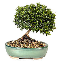  Ankara cicekciler , cicek siparisi  ithal bonsai saksi �i�egi  Ankara �ayyolu hediye sevgilime hediye �i�ek 