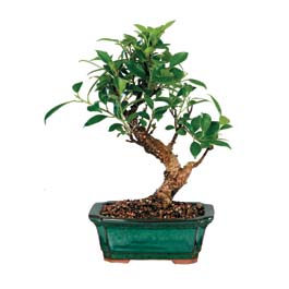  Ankara laleg�l �i�ek sipari�i sitesi  ithal bonsai saksi �i�egi  Ankara bilkent �i�ek online �i�ek sipari�i 