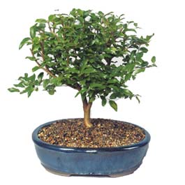  Ankara gazi mahallesi �i�ek�i ma�azas�  ithal bonsai saksi �i�egi  Ankara online �i�ek�i , �i�ek sipari�i 