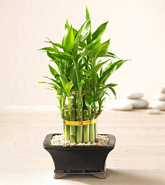 Lucky Bamboo saksi �i�egi  Ankara karacakaya internetten �i�ek sat��� 