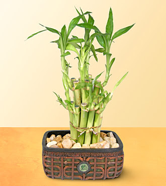 Lucky Bamboo  saksi �i�egi  Ankara yenimahalle online �i�ek g�nderme sipari� 