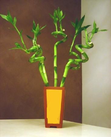 Lucky Bamboo 5 adet vazo i�erisinde  Ankara karacakaya internetten �i�ek sat��� 