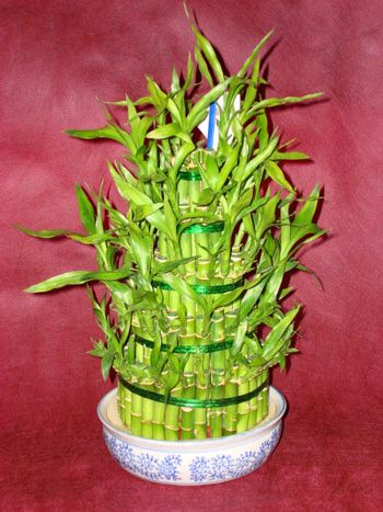 Lucky Bamboo sans melegi �i�egi  Ankara laleg�l �i�ek sipari�i sitesi 
