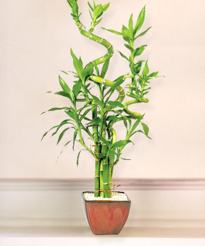 Lucky Bamboo sans melegi �i�egi  Ankara yenimahalle online �i�ek g�nderme sipari� 