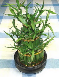 Lucky Bamboo sans melegi �i�egi  Ankara macunk�y �i�ek�iler 