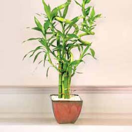 Lucky Bamboo sans melegi �i�egi  Ankara bilkent �i�ek online �i�ek sipari�i 