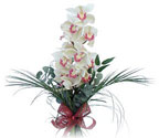  Ankara lalegl iek siparii sitesi  Dal orkide ithal iyi kalite