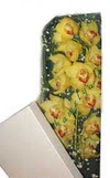  Ankara sincan �i�ek g�nderme  Kutu i�erisine dal cymbidium orkide