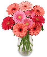 vazo i�erisinde 13 adet gerbera �i�e�i  Ankara laleg�l �i�ek sipari�i sitesi 