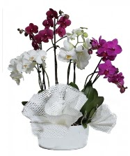 4 dal mor orkide 2 dal beyaz orkide  Ankara anneler gn iek yolla 