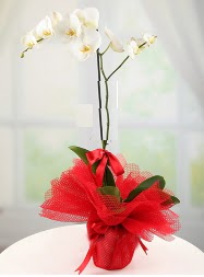 1 dal beyaz orkide saks iei  Ankara yurtii ve yurtd iek siparii 