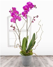 2 dall mor orkide saks iei  Ankara demetevler ucuz iek gnder 