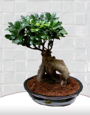 saks iei japon aac bonsai  Ankara ergazi kaliteli taze ve ucuz iekler 