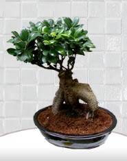 saks� �i�e�i japon a�ac� bonsai  Ankara ergazi kaliteli taze ve ucuz �i�ekler 