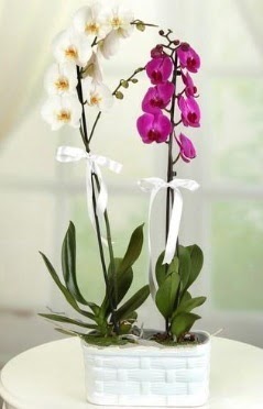 1 mor 1 dal beyaz thal orkide sepet ierisinde  Ankara hacettepe iek maazas , ieki adresleri 