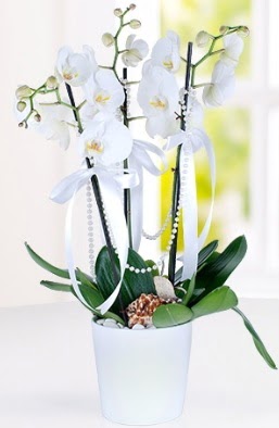 3 dall beyaz orkide  Ankara batkent iek yolla  