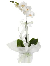 1 dal beyaz orkide iei  Ankara varlk mahallesi iek siparii vermek 