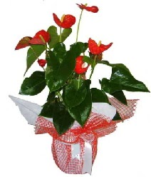 Antoryum saks� i� mekan s�s bitkisi  Ankara �mitk�y �i�ek servisi , �i�ek�i adresleri 