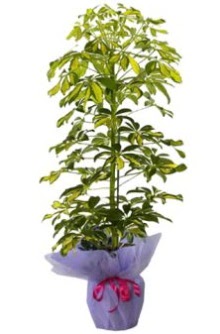 Schefflera Tekli �� mnekan saks� �i�e�i  Ankara gazi mahallesi �i�ek�i ma�azas� 